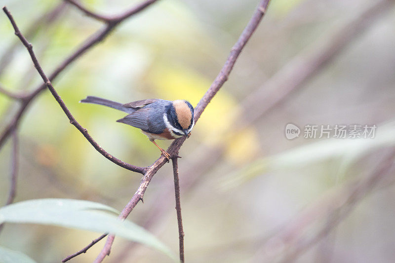 山雀:成年黑喉山雀(Aegithalos concinnus)，又称黑喉山雀。